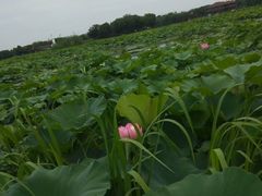 -荷塘月色湿地公园·向阳花洲