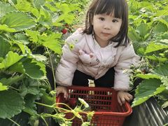 -喜杨洋草莓采摘园
