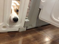 -柯斗斗主题餐厅·狗咖·围炉煮茶·茶饮(国瑞升平里店)