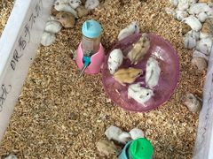 -桂林市花鸟市场