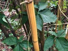 -呀诺达热带雨林