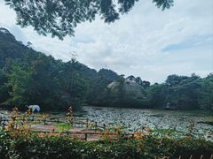 -野象谷景区