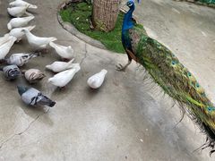 -史努比缤纷世界