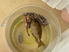 -小猫钓鱼海钓俱乐部(椰梦长廊店)