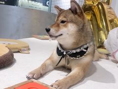 -柴务处·柴犬主题狗咖
