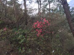 -木兰云雾山