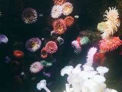 景点-瑞普利水族馆