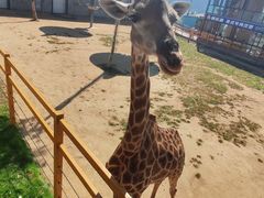 -西霞口神雕山野生动物世界