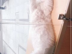 -Pets First伊珊娜洗护·精致美容·家庭式寄养(新会路店)
