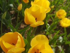 -长春公园(普阳街道)