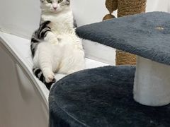 -COLOR PETS 撸猫馆·购猫·猫咖(长风大悦城店)