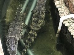 -呀路古热带植物园