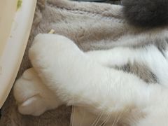 -喵汪萌宠屋旗舰店.洗澡美容.猫狗基地