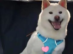 -瑞派宠物医院(搏威敦和院)