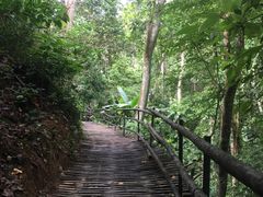 -西双版纳原始森林公园