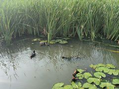 -前关湿地公园