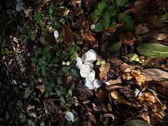 -贵州省植物园