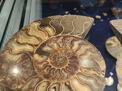 -青岛贝壳博物馆