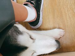 -Husky Go! 哈士奇体验馆·宠物咖啡厅狗咖