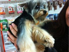 -派多格宠物(鼓楼店)