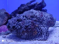 -海合安青岛极地海洋公园