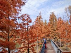 -昆山城市生态森林公园