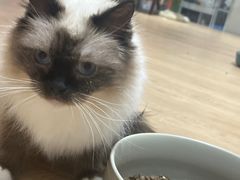 -1013 PET SHOP精品宠物商店(丁香店)