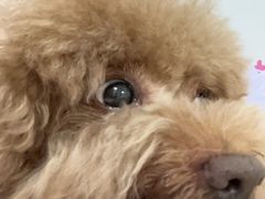 -美联众合动物医院·24h京西诊疗中心
