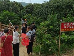 -从化深英荔枝黄皮龙眼采摘园