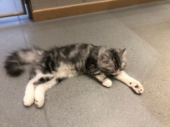 -飞行喵MR PILOT|猫舍·猫咖(静安大融城店)