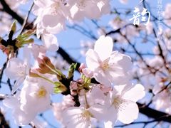-同济大学(地铁站)