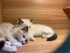-猫十亿·布偶金渐层·曼基康矮脚猫舍(青年路店)