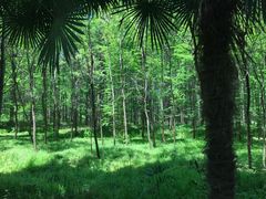 -黄海国家森林公园