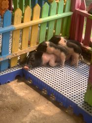 -萌宠亲子动物乐园(槐房万达店)