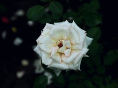 -共青国家森林公园-售票处