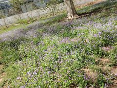 -国家植物园南园