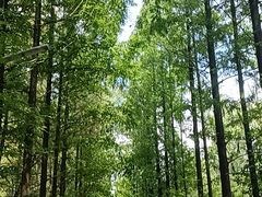 -昆山城市生态森林公园