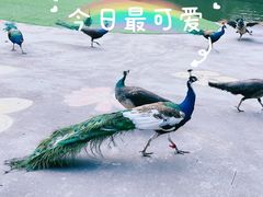 -西双版纳原始森林公园