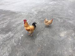 -初溪土楼群