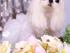 -萌宠之家·腊肠犬·马尔泰·小体犬舍