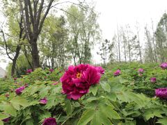 -洛阳市隋唐城遗址植物园
