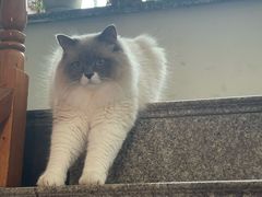 -莘程宠物医院(金山店)