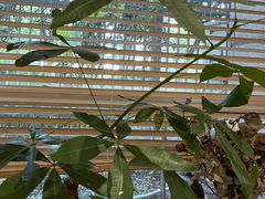 -COTTON CAFE(德信·中外公寓店)