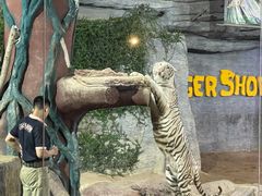 -清迈夜间动物园