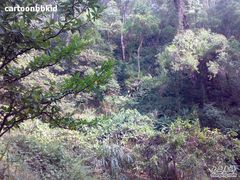 -火炉山森林公园