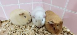 -Moni星球萌宠·小马宝莉·灵蛇·高端高阶全萌宠互动体验俱乐部(红豆国际广场店)