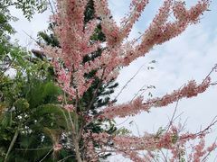 -深圳国际园林花卉博览园