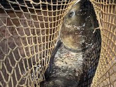 -上名堂·鱼头好吃(体育场路店)