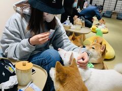 -逗柴咖啡屋·狗咖猫咖宠物桌游
