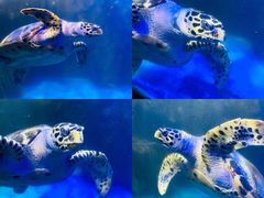 -太平洋海底世界